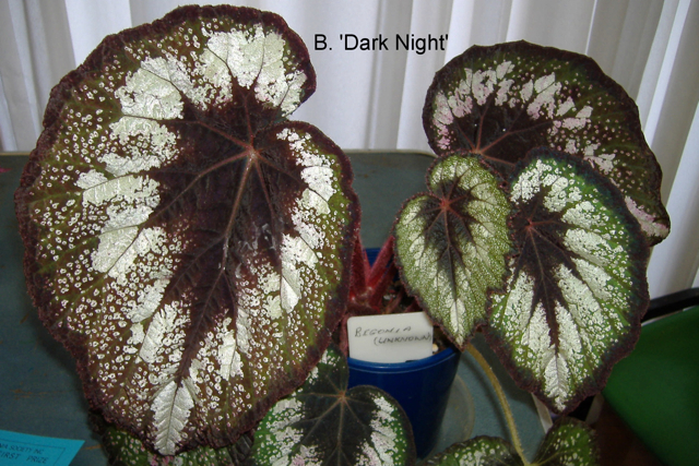 B. ‘Dark Night’